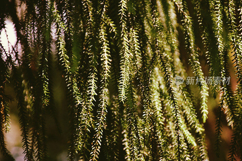 新西兰本土木(Dacrydium cupressinum)叶